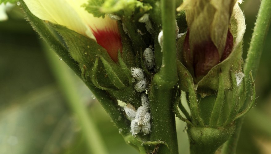 whitefly larvae on plant whitefly larvae on plant