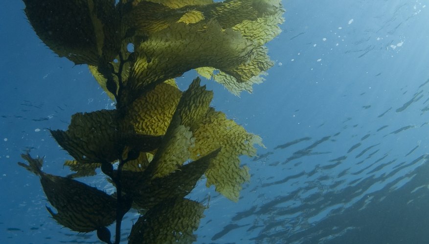 Seaweed growing underwater. Seaweed growing underwater.