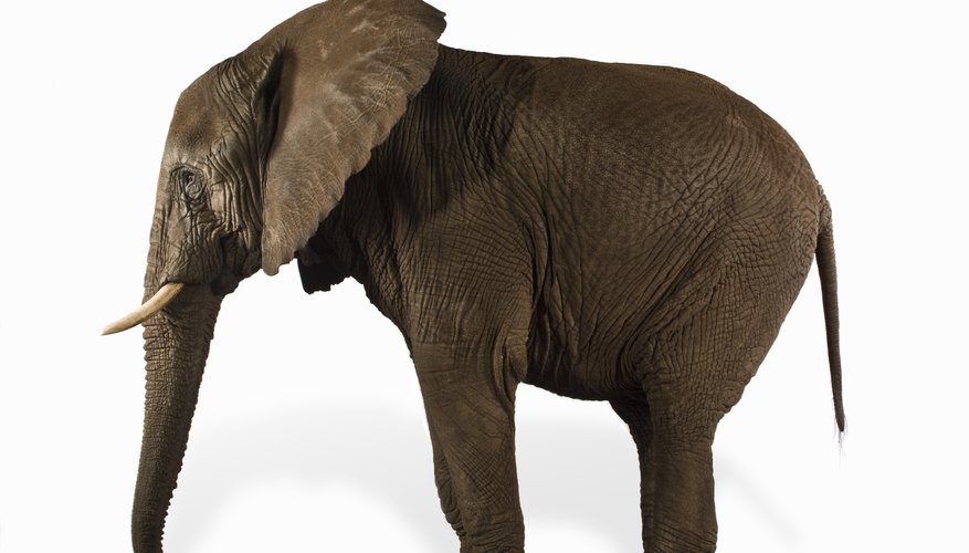 Use a real elephant as inspiration for your pipe-cleaner design. Use a real elephant as inspiration for your pipe-cleaner design.