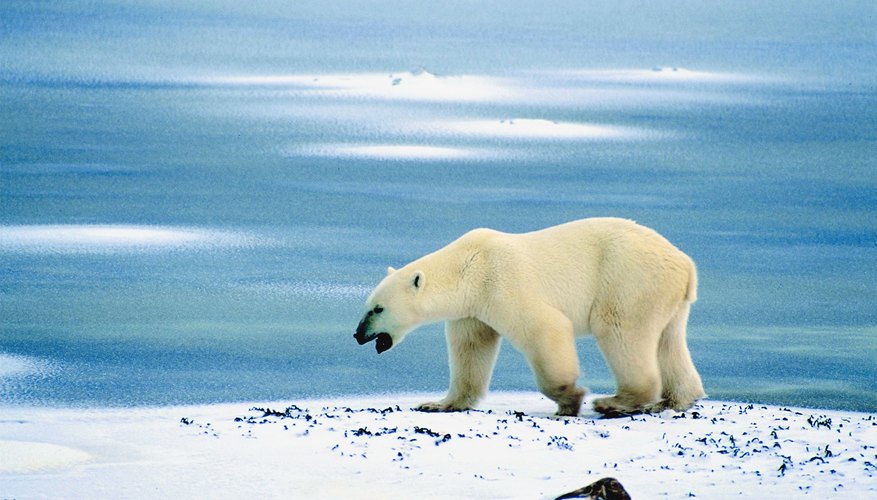 polar bears are affected by the melting of polar ice caps