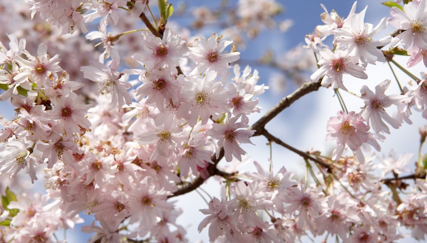 Looking at the leaves, bark, fruit, size of the tree, its form and its habitat can help you identify the tree. Looking at the leaves, bark, fruit, size of the tree, its form and its habitat can help you identify the tree.