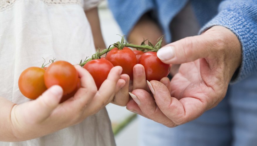The yield per acre can vary depending on the type of tomato being grown. The yield per acre can vary depending on the type of tomato being grown.