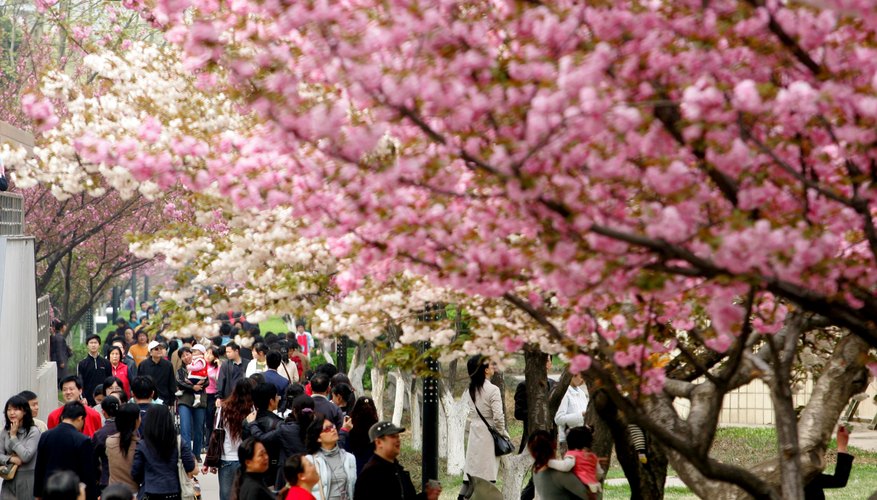 Cherry blossoms in China Cherry blossoms in China