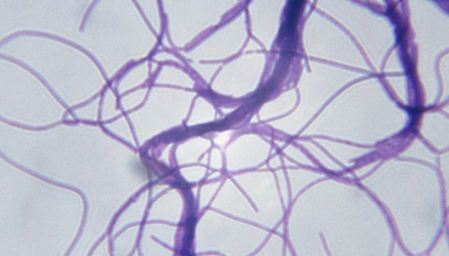 Bacteria Bacteria