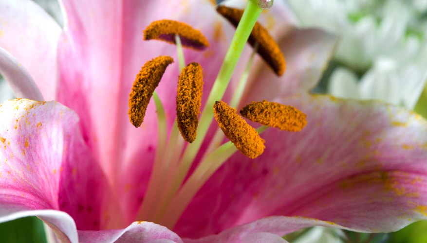Lilies that are force bloomed may take another full year to bloom again. Lilies that are force bloomed may take another full year to bloom again.