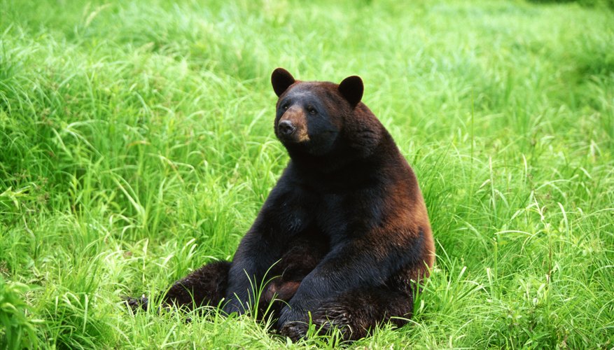 how-to-measure-a-bear-s-weight-from-its-foot-size-sciencing