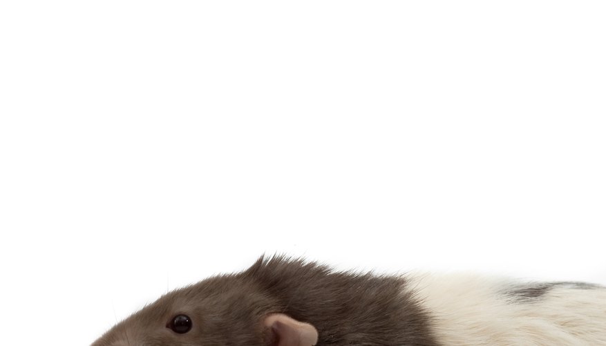 Domesticated rats are bred in a variety of colors. Domesticated rats are bred in a variety of colors.