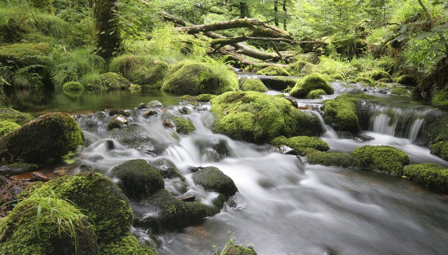 Older students can create a web page that focuses on the struggle to obtain freshwater. Older students can create a web page that focuses on the struggle to obtain freshwater.