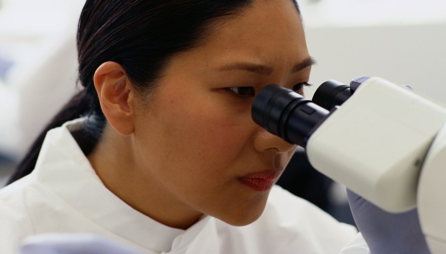Scientist viewing samples of bacteria Scientist viewing samples of bacteria