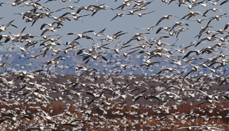 birds are social and often travel in flocks birds are social and often travel in flocks
