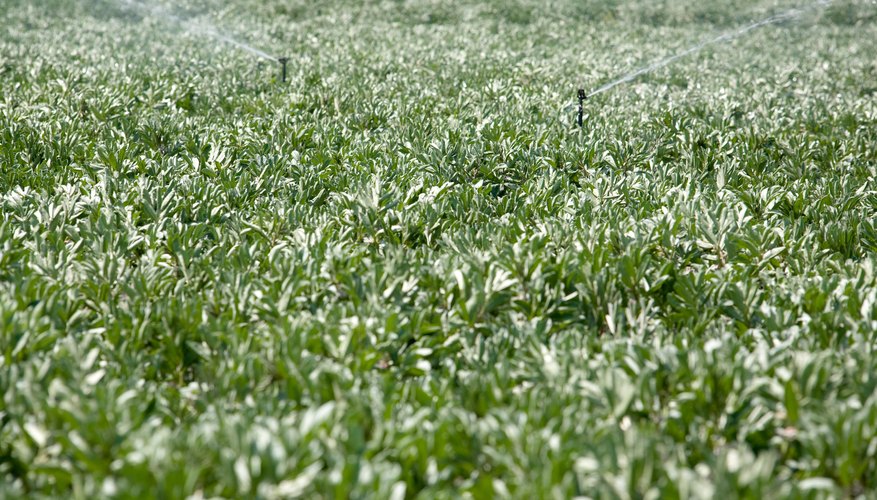 Hydroseeding causes seeds to germinate quickly. Hydroseeding causes seeds to germinate quickly.