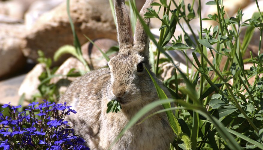 A rabbit eats plants from a garden. A rabbit eats plants from a garden.