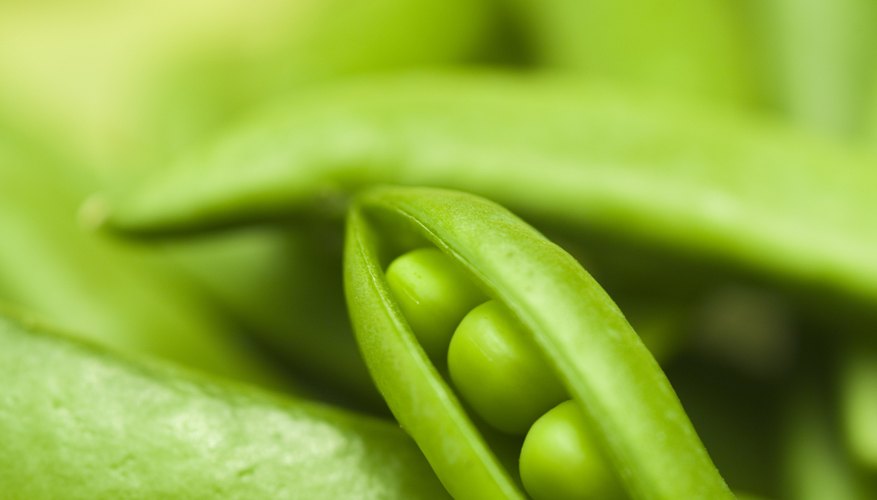 Smooth peas dominate wrinkled ones. Smooth peas dominate wrinkled ones.