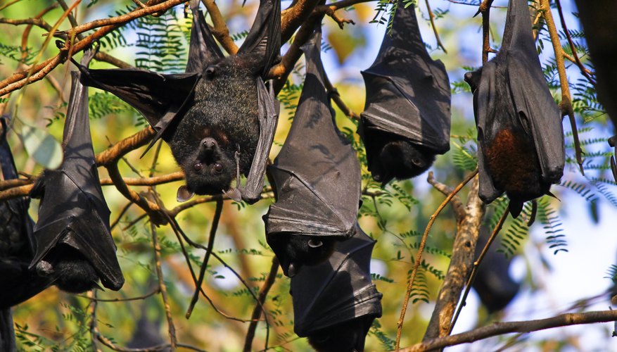 Facts on Fruit Bats for Children How To Adult