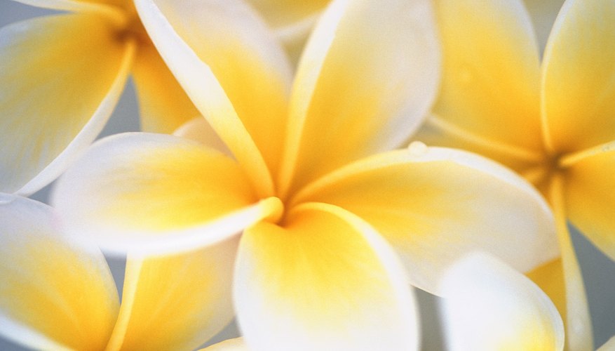 Plumeria trees have highly fragrant flowers. Plumeria trees have highly fragrant flowers.
