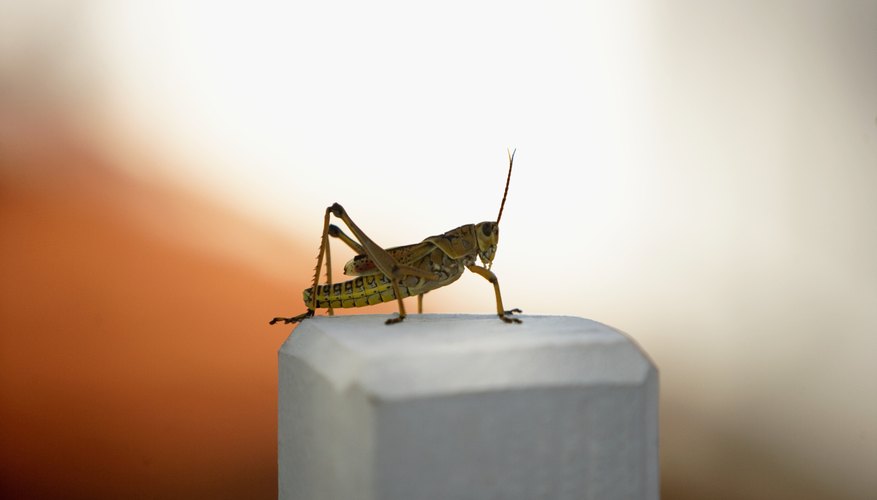 Unlike real crickets, this origami cricket is sure to remain silent. Unlike real crickets, this origami cricket is sure to remain silent.