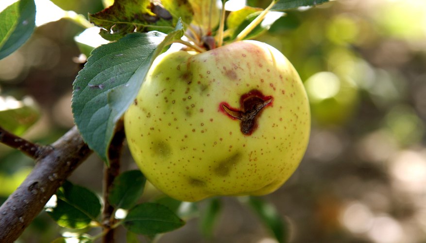 Weather affects apple harvests such as hail. Weather affects apple harvests such as hail.