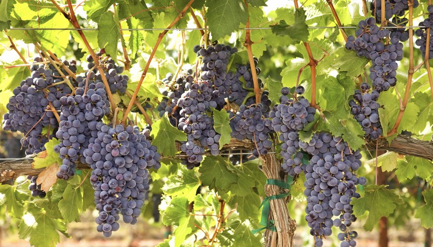 Grapes growing on a vine. Grapes growing on a vine.