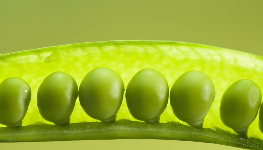 Garden peas are eaten fresh or dried for storing. Garden peas are eaten fresh or dried for storing.
