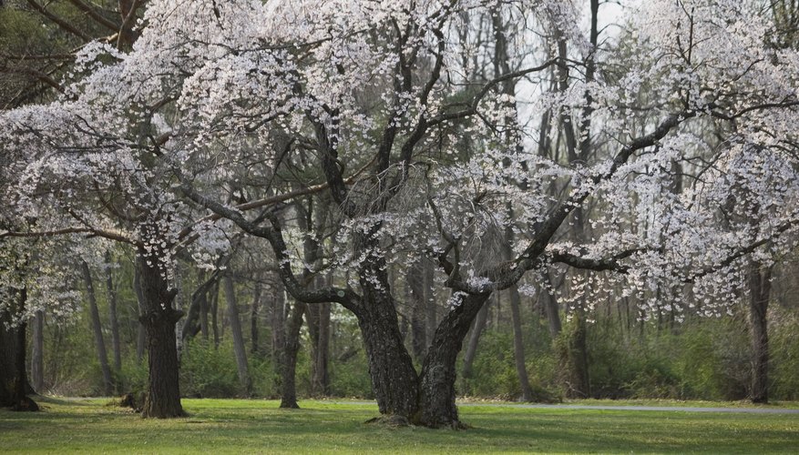 Cherry blossom festivals are held in many cities each spring. Cherry blossom festivals are held in many cities each spring.