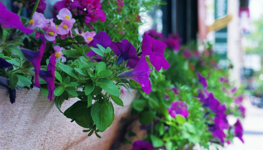 Wave and cascading petunias exhibit different growth characteristics. Wave and cascading petunias exhibit different growth characteristics.