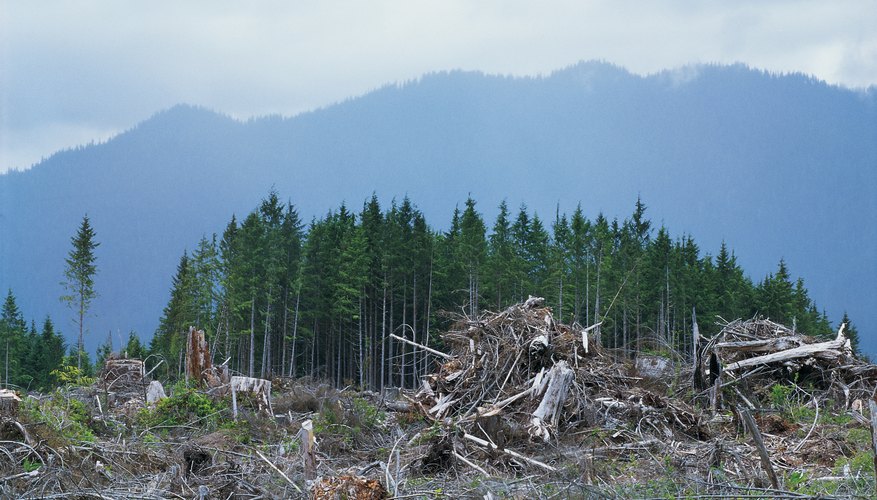 Timber Industry Effect on Water Pollution | Sciencing