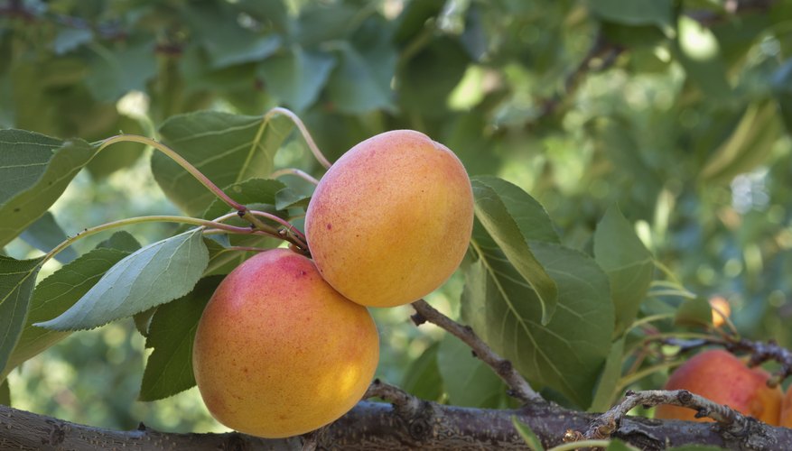 Apricot is closely related to the peach. Apricot is closely related to the peach.
