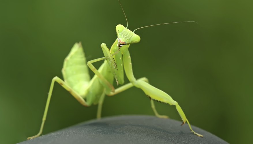 Praying mantis Praying mantis