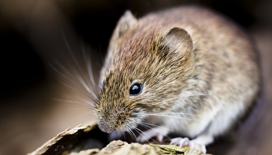 Close-up of vole Close-up of vole