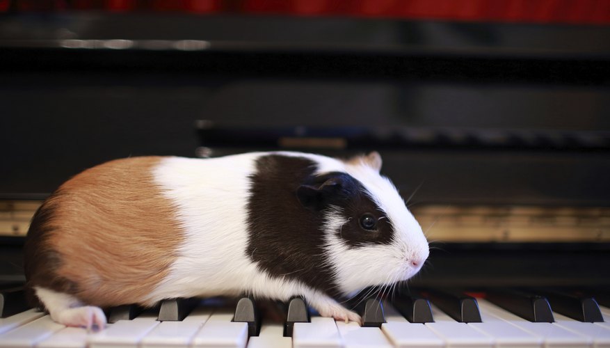 A pet guinea pig walks across a piano keyboard. A pet guinea pig walks across a piano keyboard.