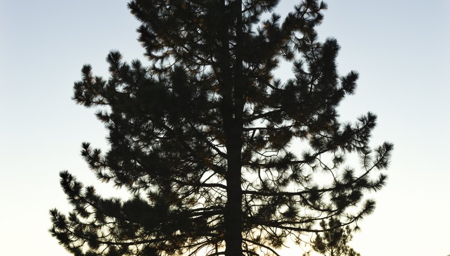 Pine trees grow in many habitats throughout the world. Pine trees grow in many habitats throughout the world.