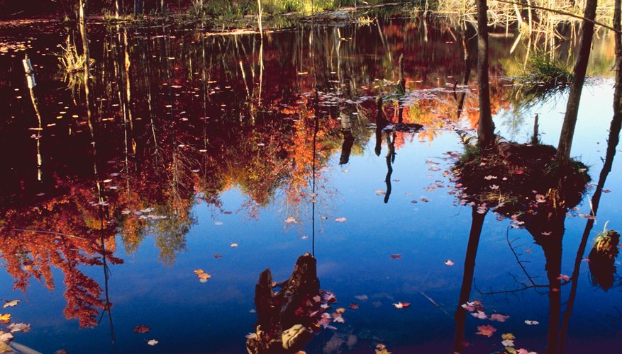 Pound surrounded by Autumn forest Pound surrounded by Autumn forest