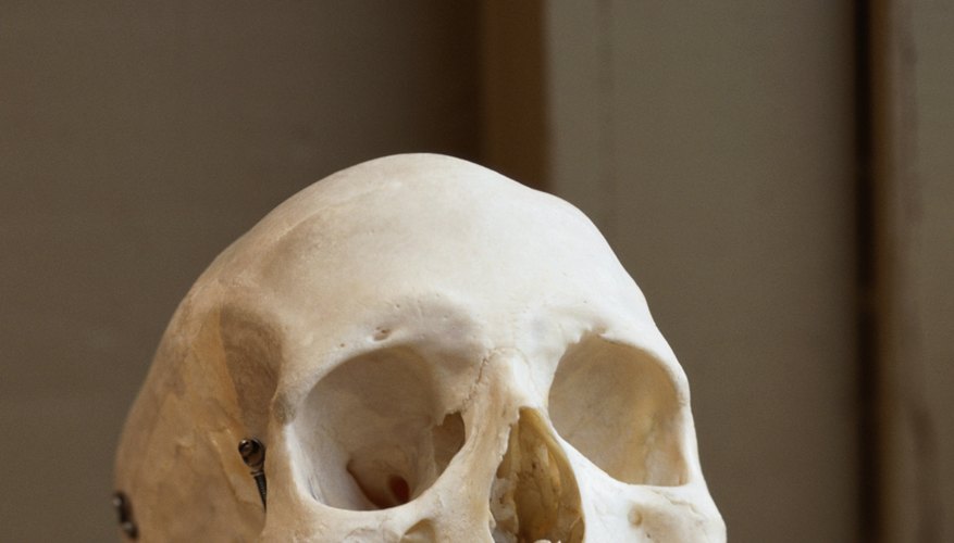 Skull Skull