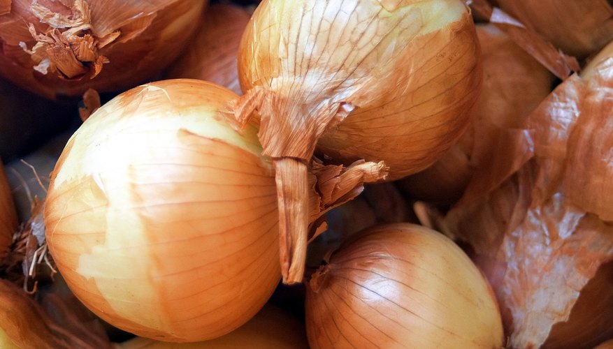 Warm temperature causes sprouting in onions. Warm temperature causes sprouting in onions.