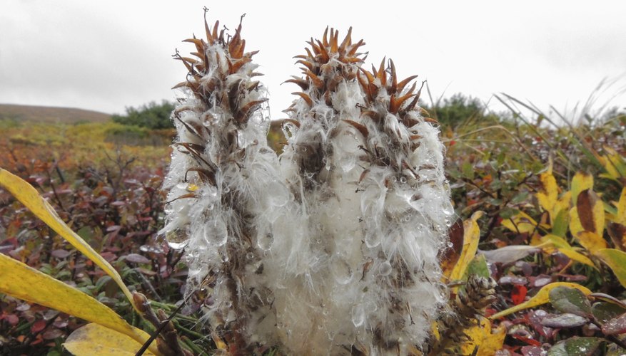 how-do-plants-animals-survive-in-the-arctic-tundra-sciencing