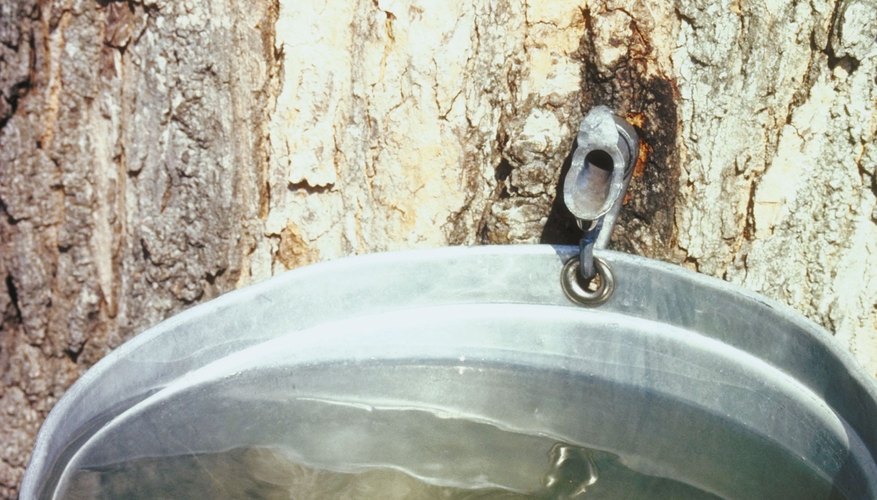 Maple syrup producers use sap to make maple syrup. Maple syrup producers use sap to make maple syrup.
