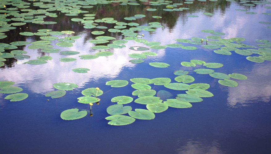 types-of-aquatic-ecosystems-sciencing