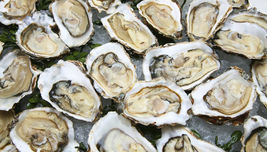 How Do Oysters Reproduce Sciencing