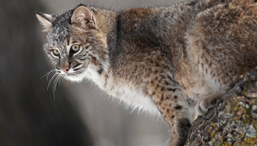 What Adaptations Does a Bobcat Have? | Sciencing