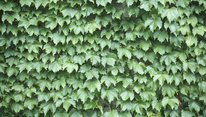 Ivy grows in deep shade. Ivy grows in deep shade.
