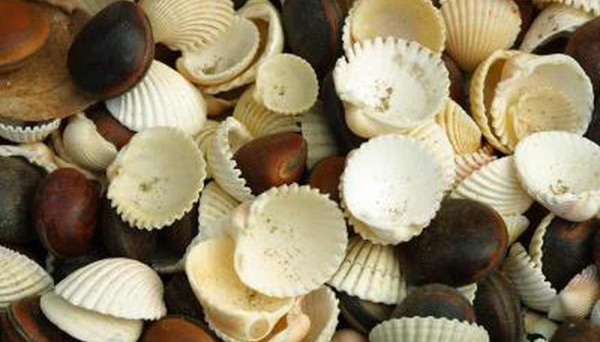 Seashells are perfect for making a variety of crafts. Seashells are perfect for making a variety of crafts.