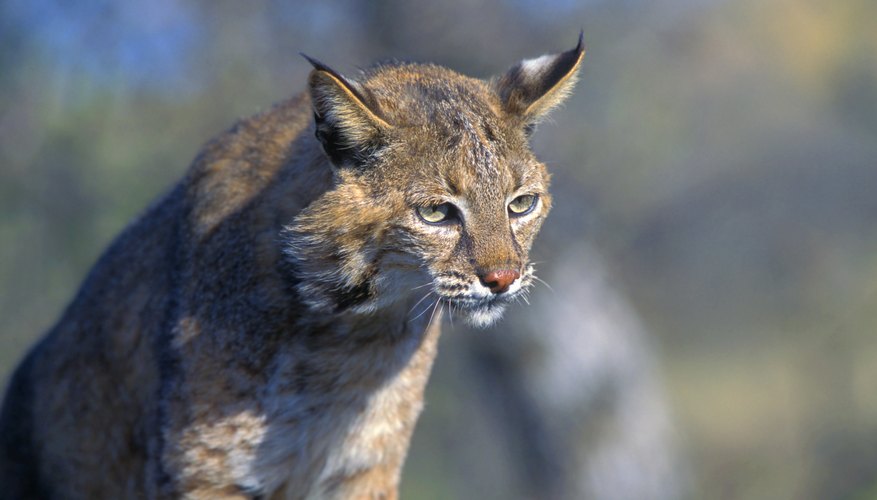 the types of wild cats in massachusetts