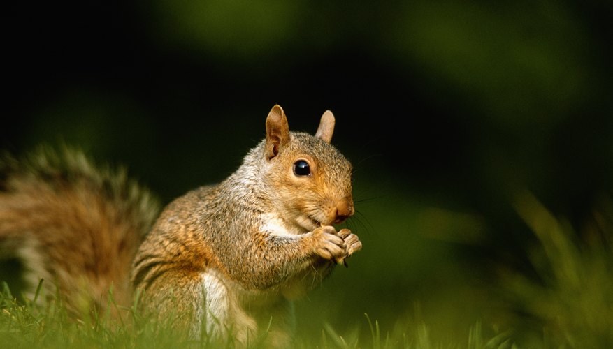 squirrel in grass squirrel in grass