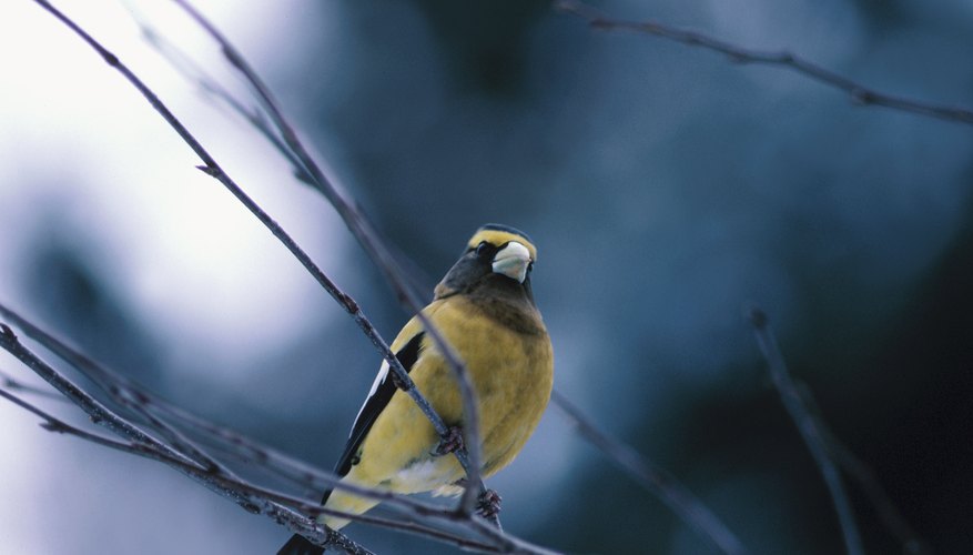 Instead of bird watching, take your teen out for a bird-listening activity. Instead of bird watching, take your teen out for a bird-listening activity.