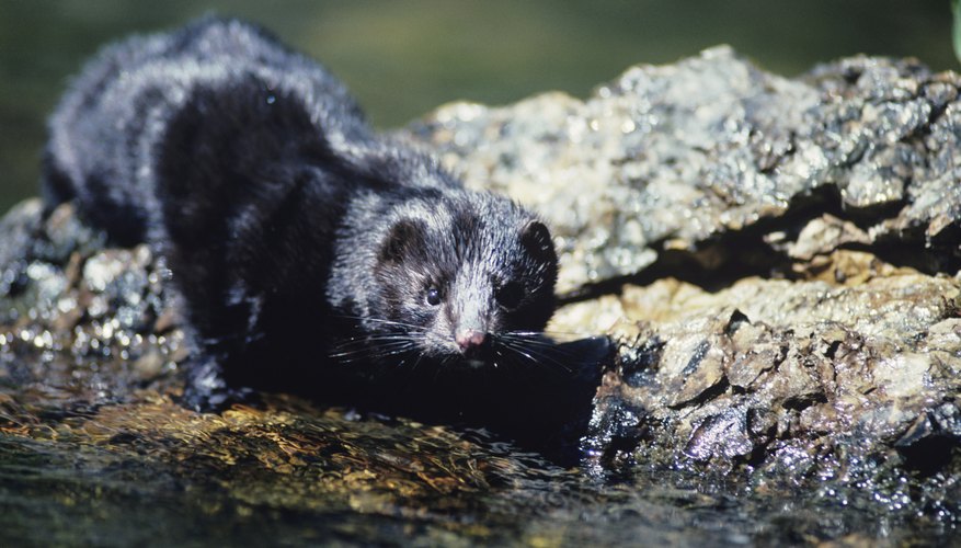 A mink is slightly longer than the largest of weasels. A mink is slightly longer than the largest of weasels.