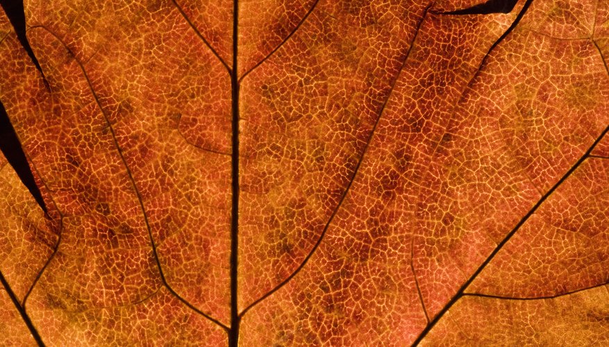 types-of-leaf-patterns-sciencing