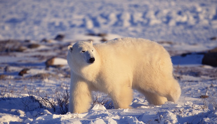 Melting from global warming shrinks available polar bear territory. Melting from global warming shrinks available polar bear territory.