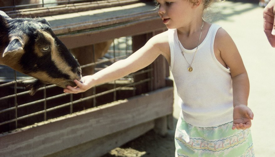 Visit the zoo to see how animals move. Visit the zoo to see how animals move.