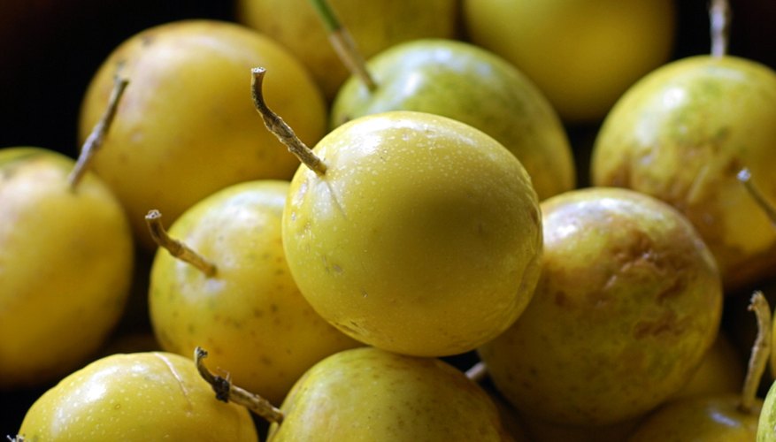 Granadillas produce fruit year all year. Granadillas produce fruit year all year.