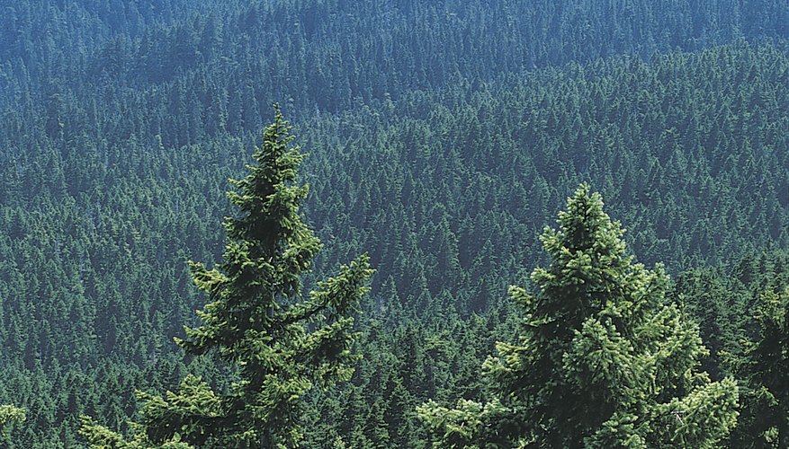 Complex topography creates microclimates. Complex topography creates microclimates.
